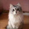 kathygato